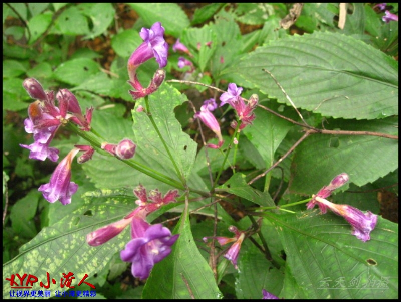 conew_img_5680.jpg