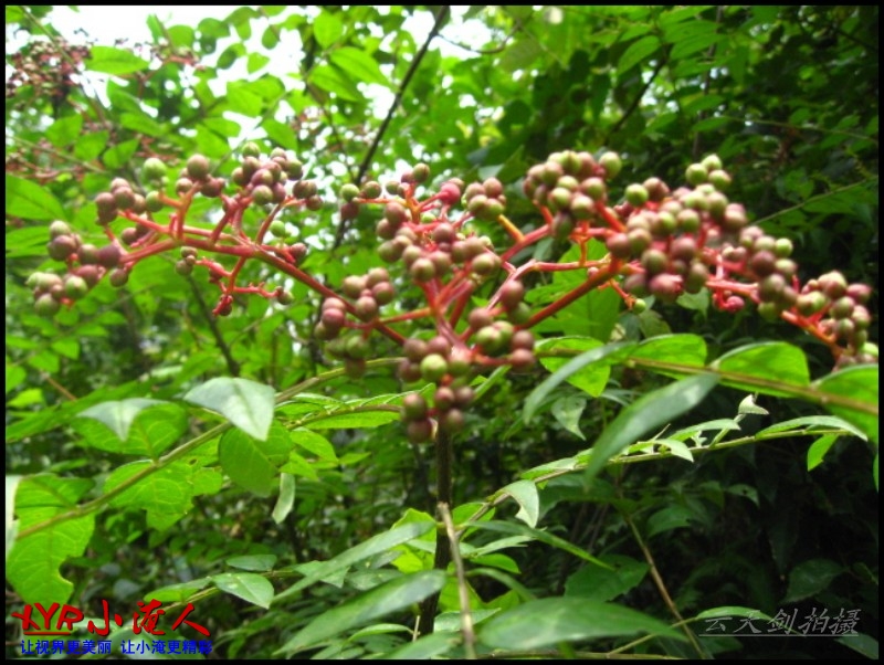 conew_img_5647.jpg