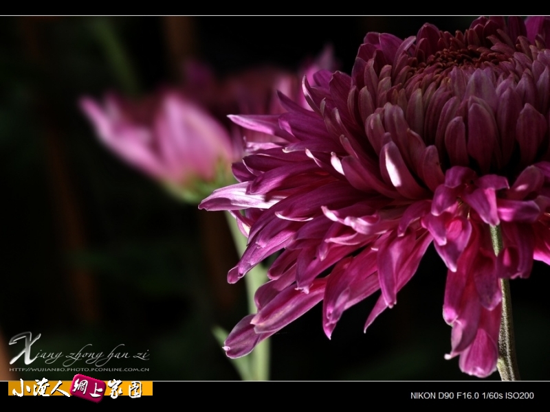 DSC_8947.jpg
