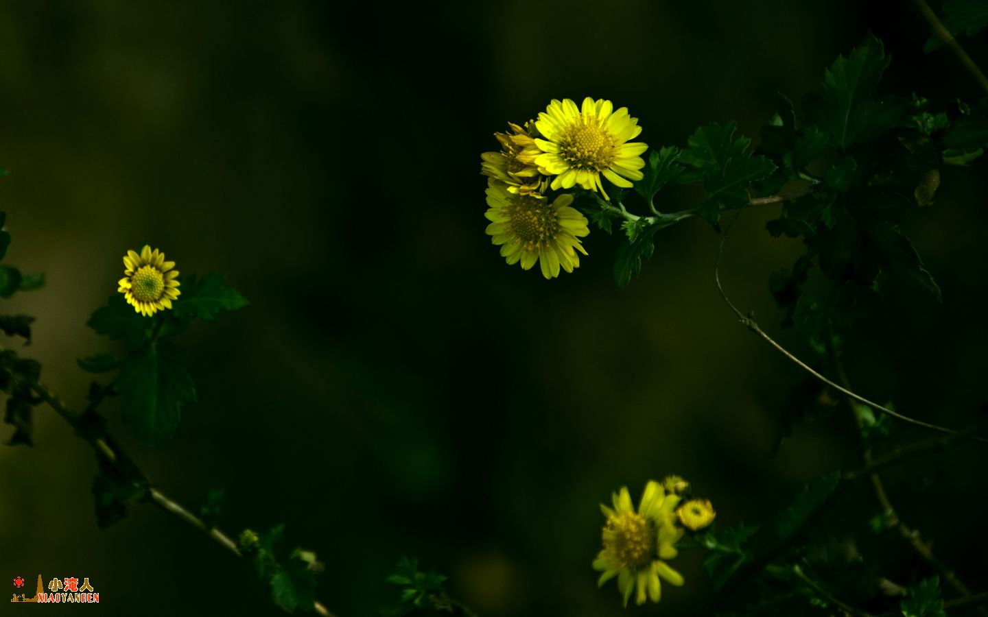 DSC_4226.JPG