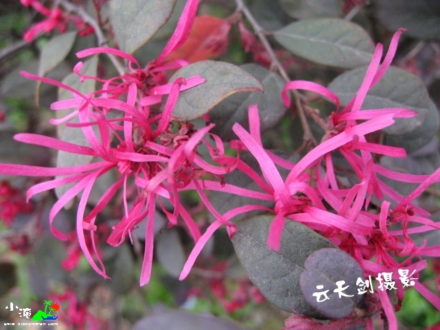 IMG_0204_conew1.jpg